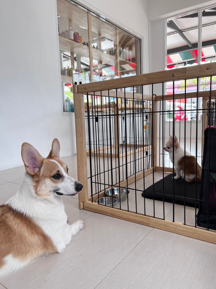MAKA Petshop & Grooming gallery 5