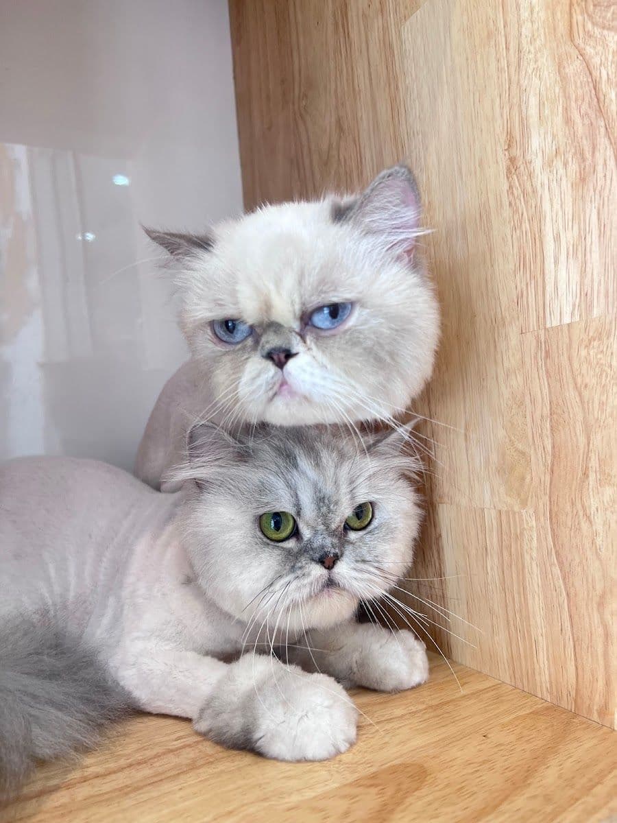 MAKA Petshop & Grooming gallery 6