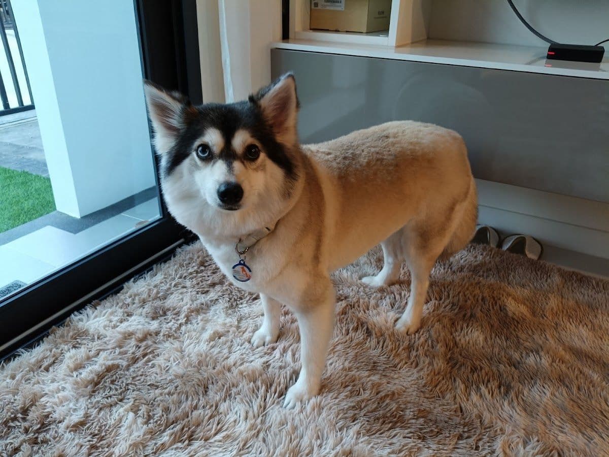MAKA Petshop & Grooming image 2
