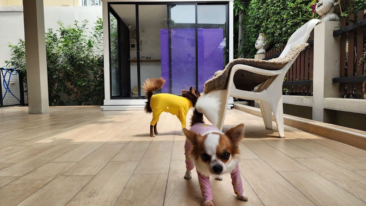 My Dog My Home image 2