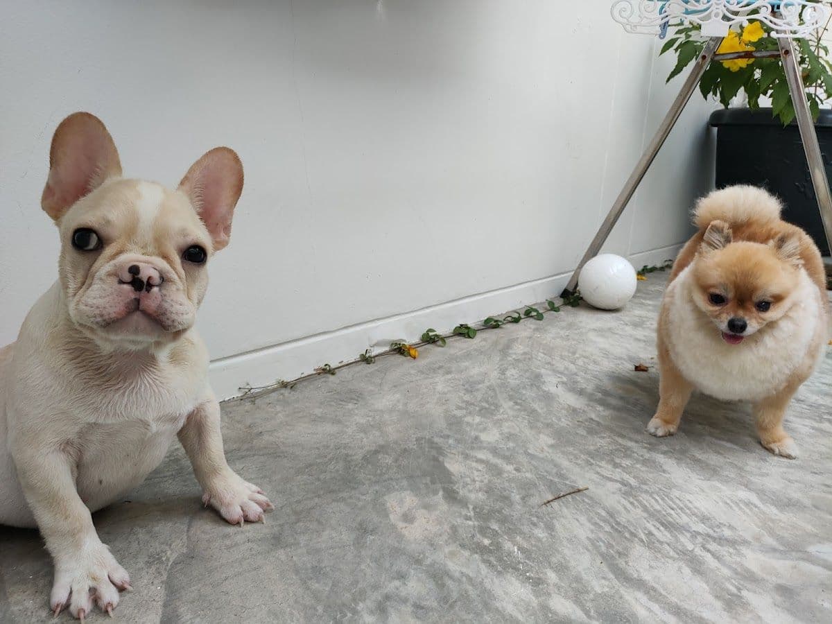 My Dog My Home gallery 4