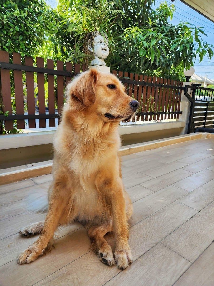 My Dog My Home gallery 10