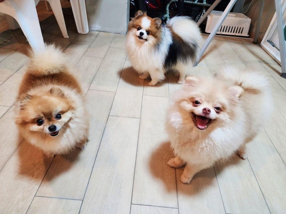 My Dog My Home