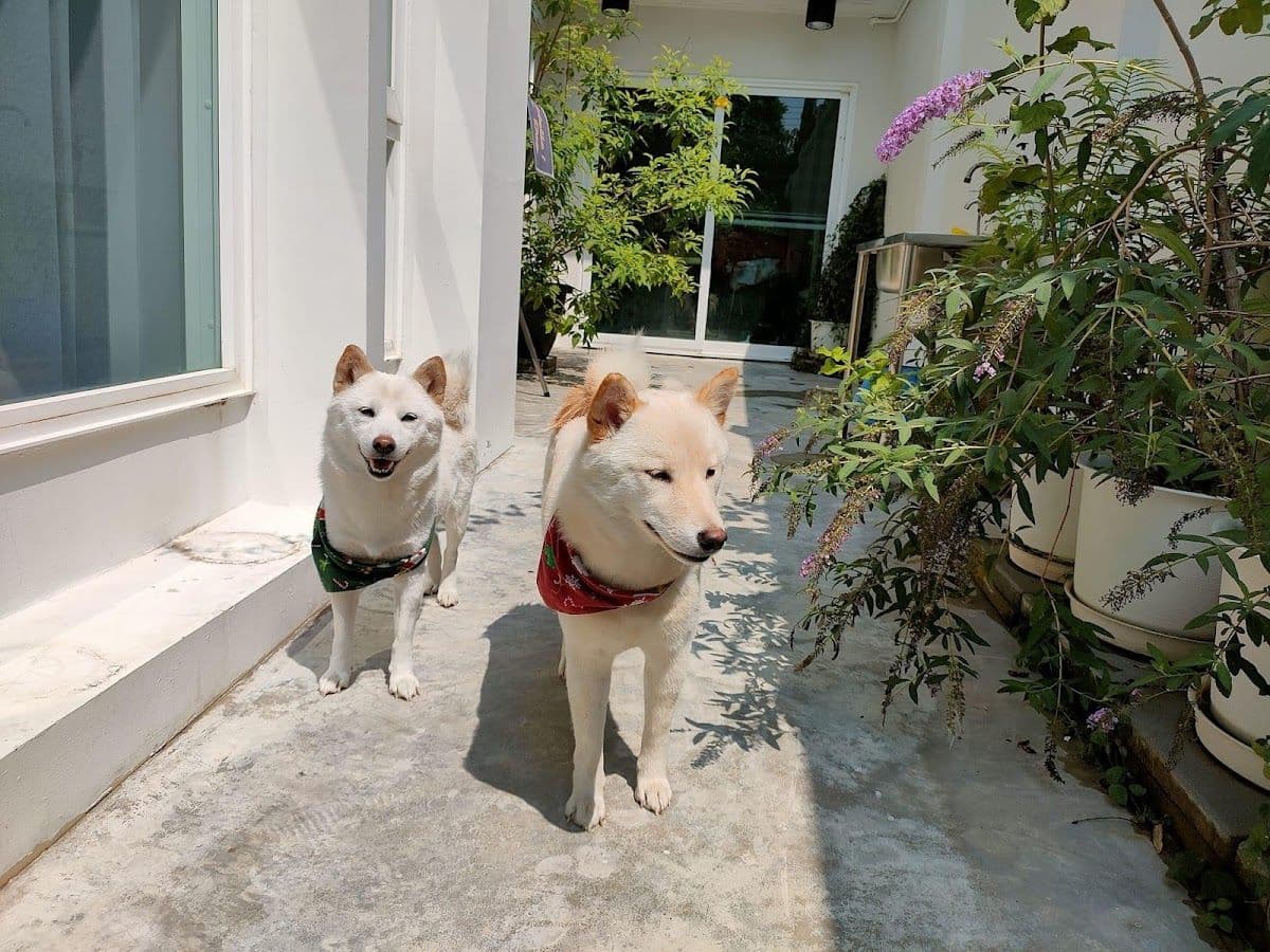My Dog My Home gallery 7