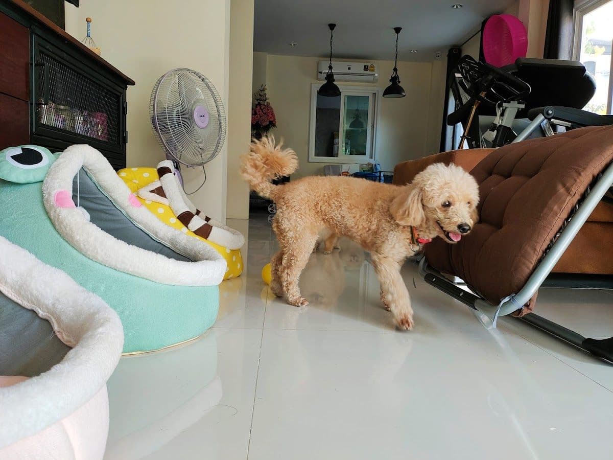 My Dog My Home image 3