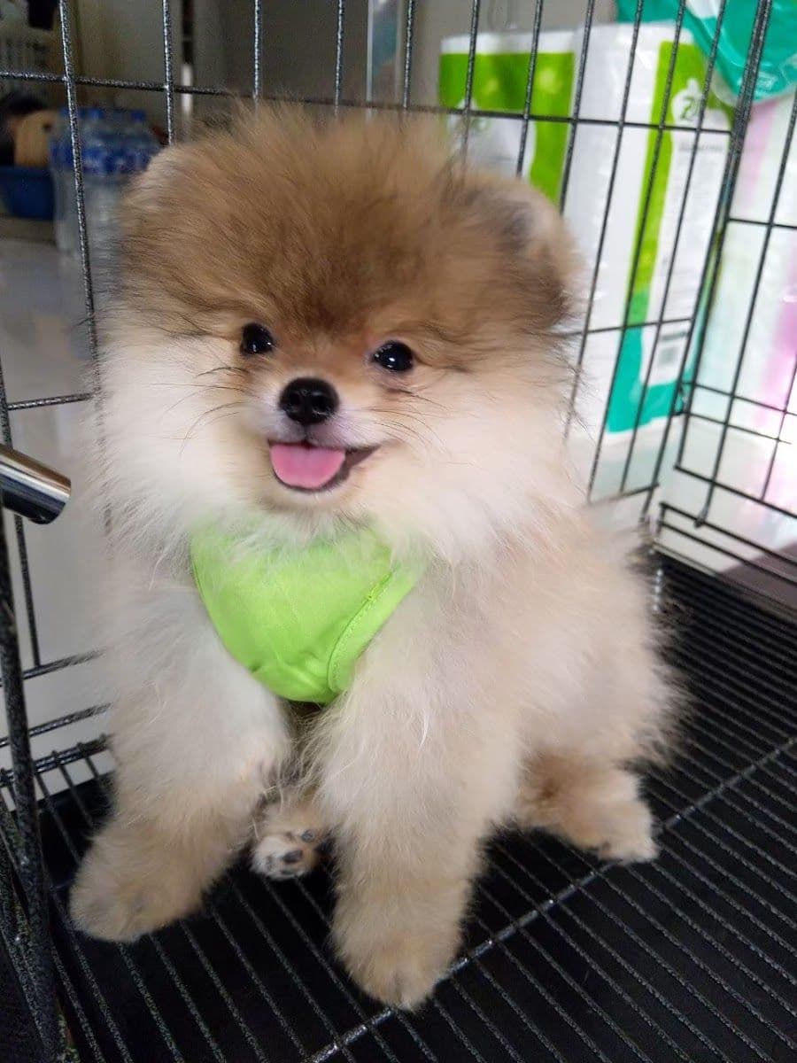 My Dog My Home gallery 6