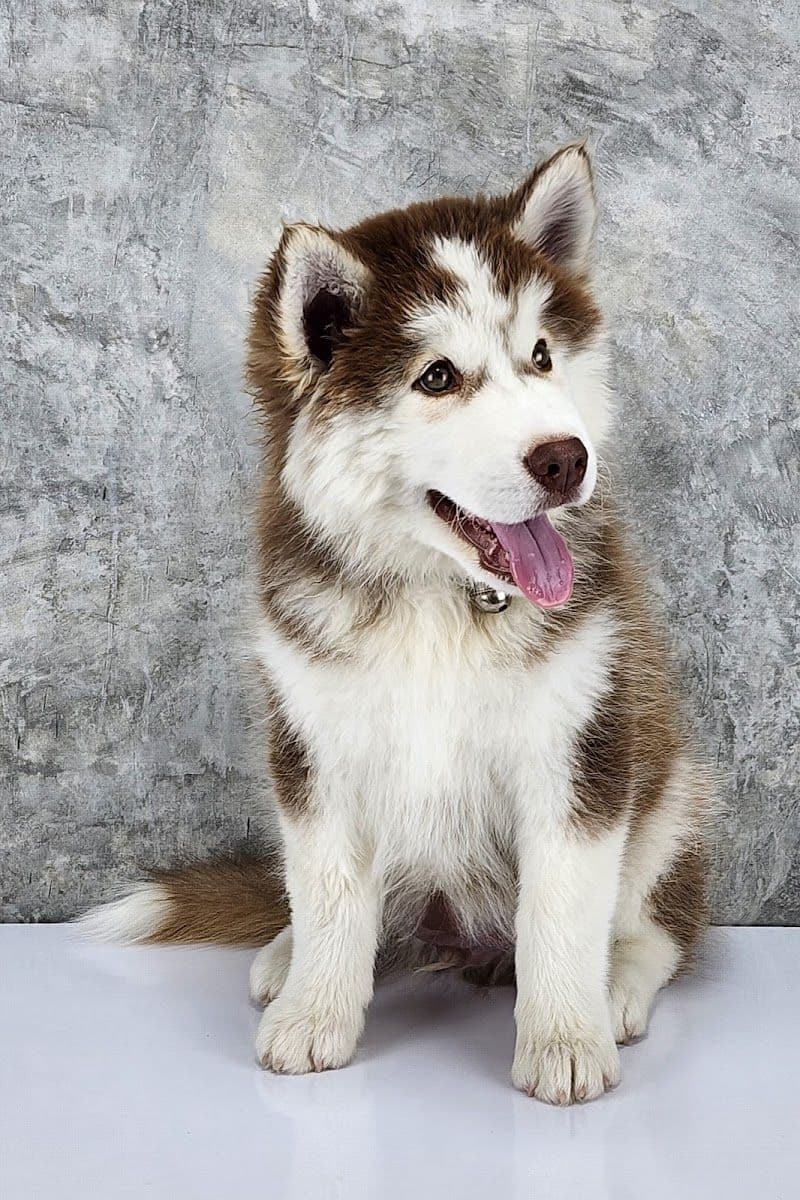 My Dog My Home gallery 8