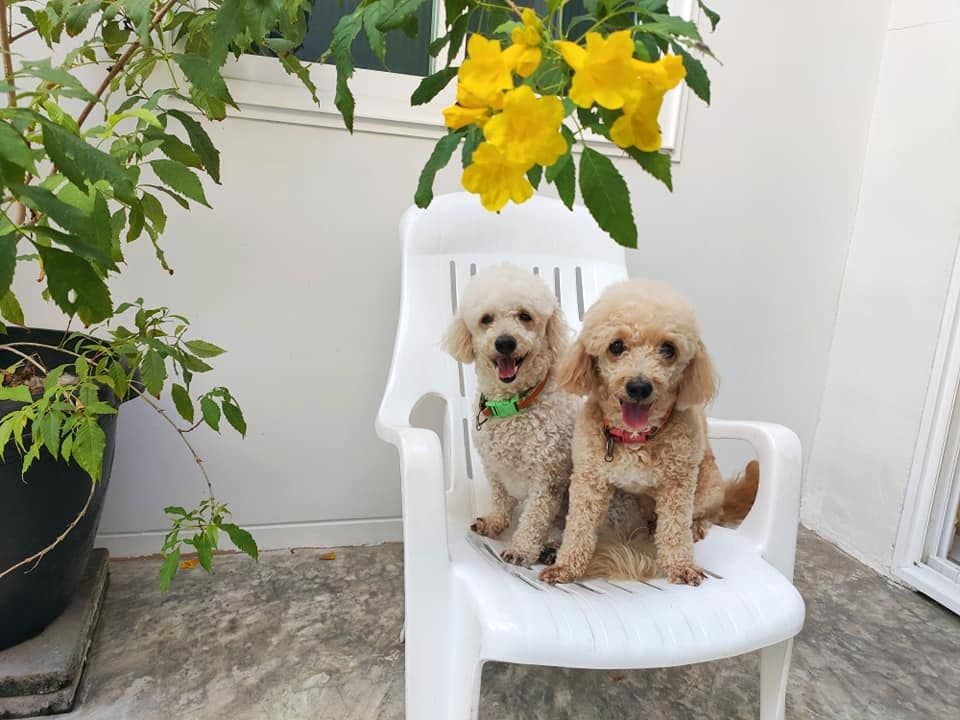 My Dog My Home gallery 5