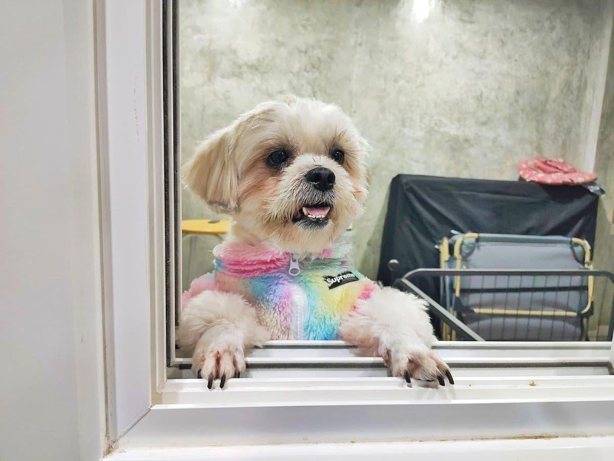 My Dog My Home gallery 9