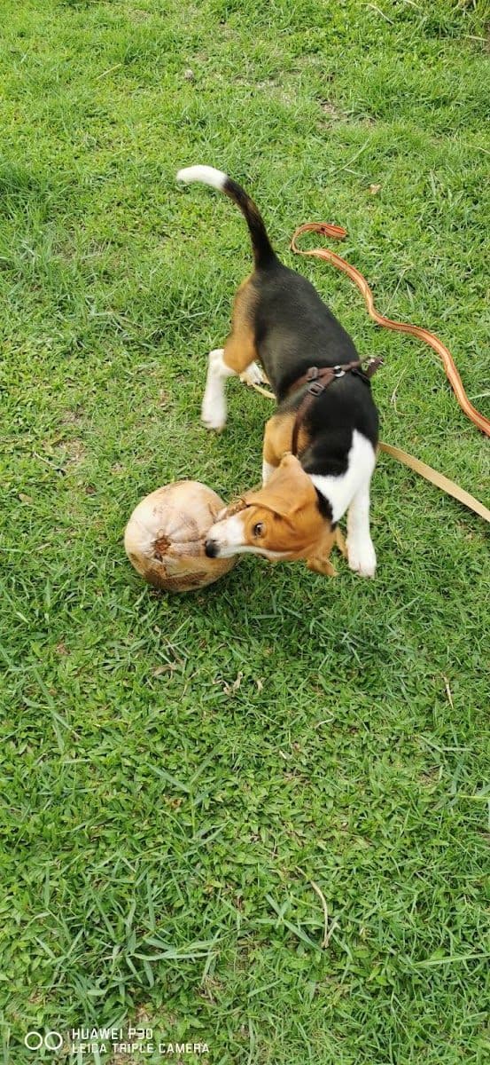 Staycool Dog Hotel image 2