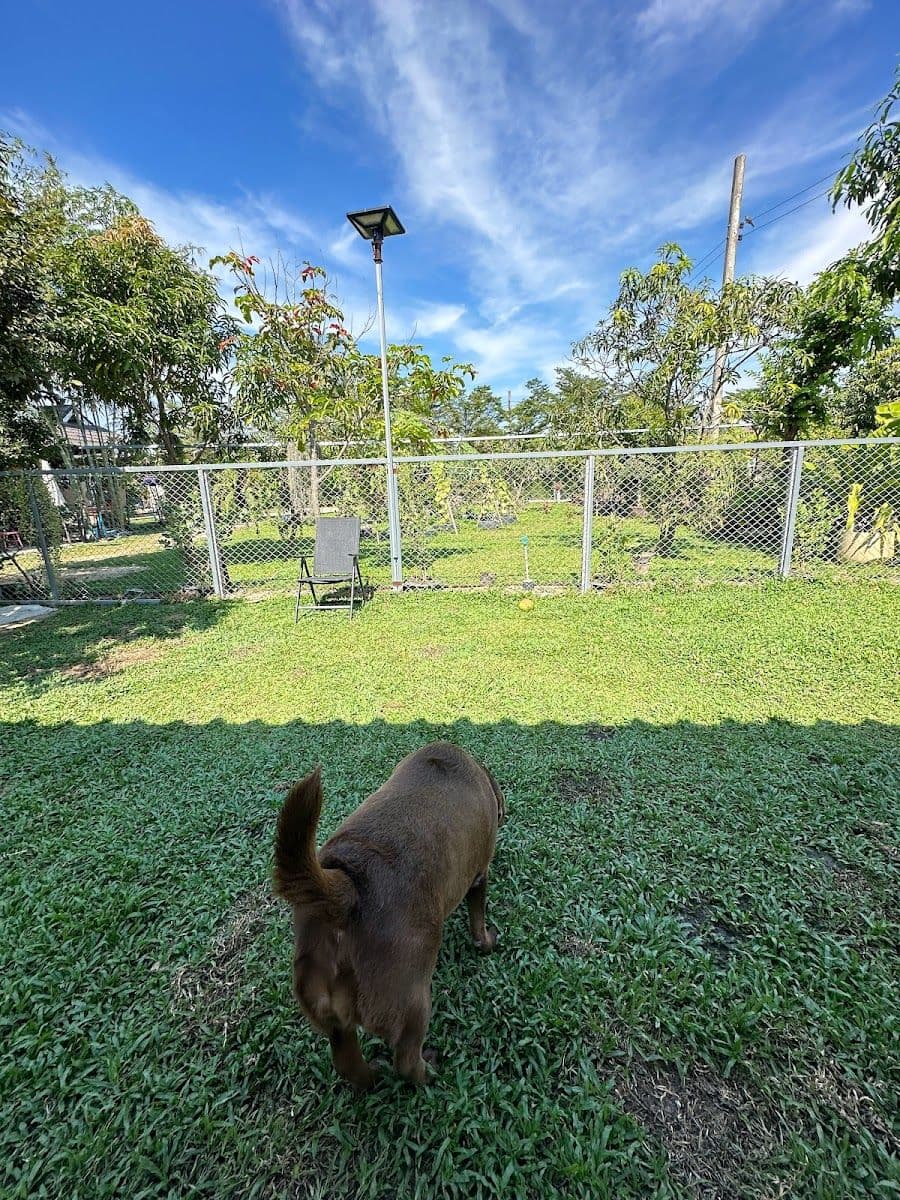 Staycool Dog Hotel image 3