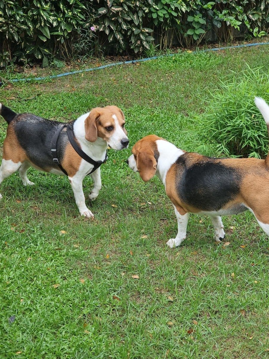Staycool Dog Hotel gallery 5