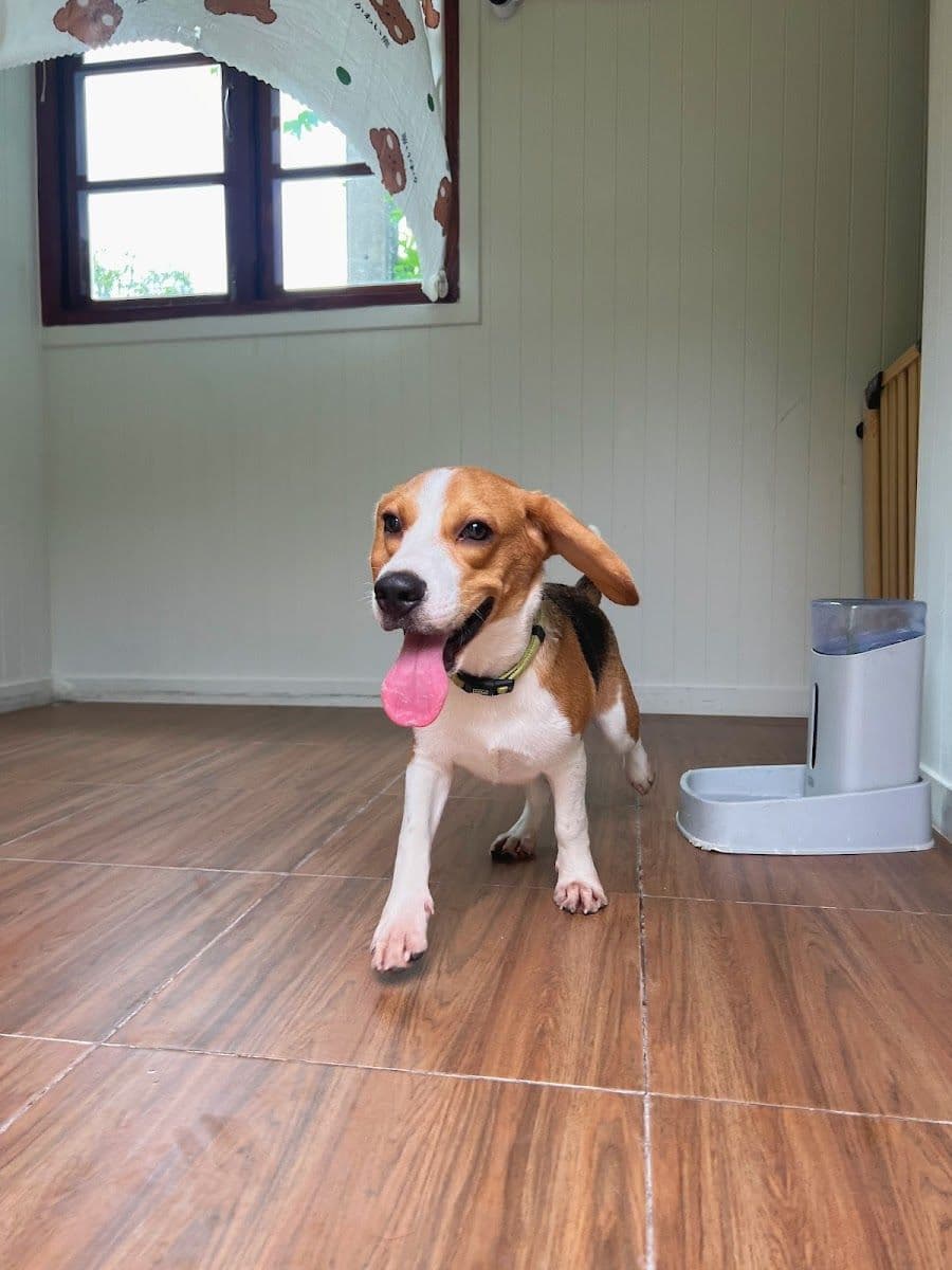 Staycool Dog Hotel gallery 7