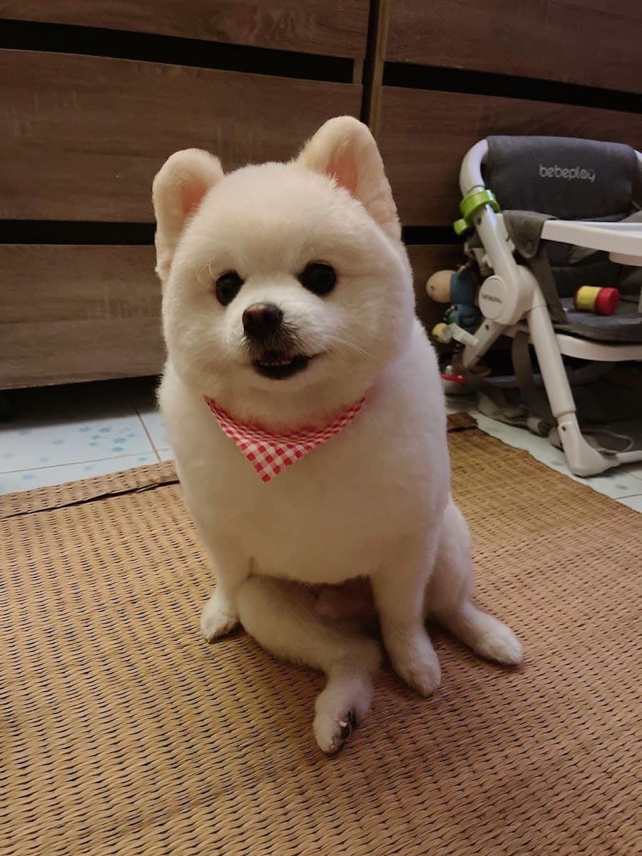 Staycool Dog Hotel gallery 6