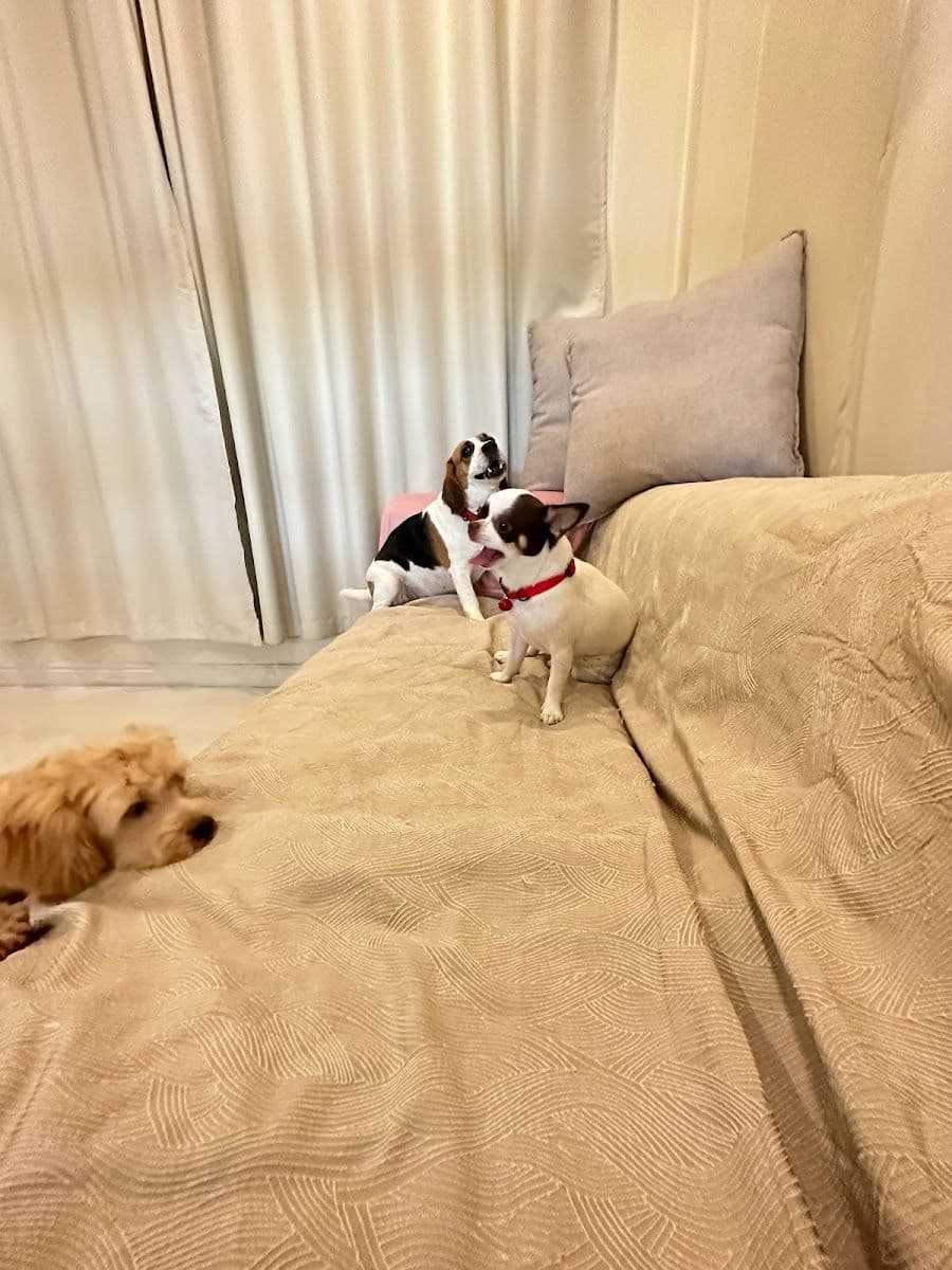 Staycool Dog Hotel gallery 4