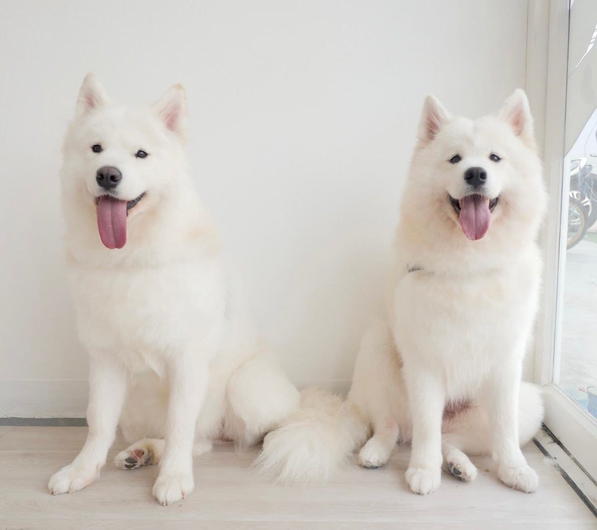 Always Grooming and Cat Hotel gallery 6