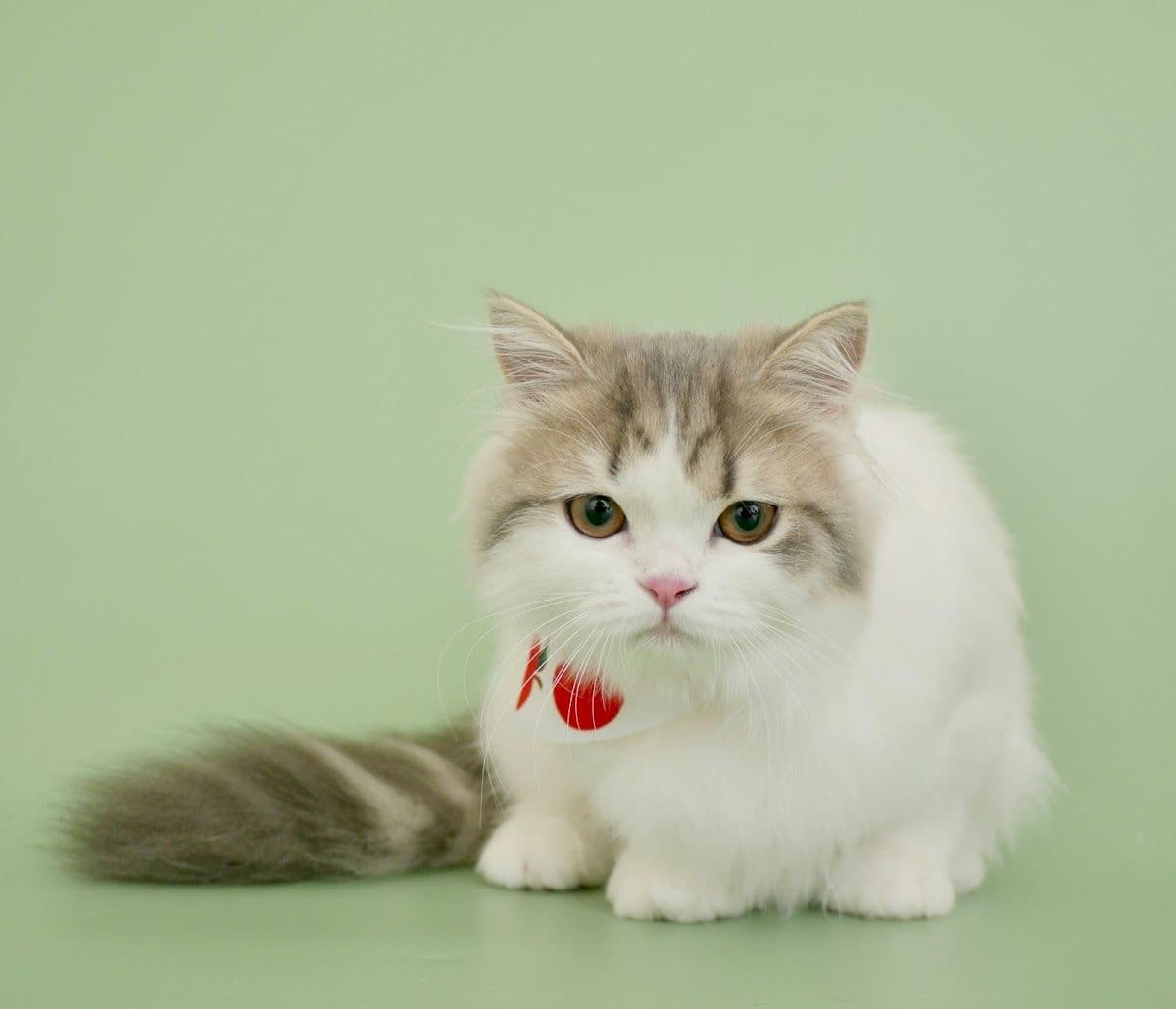 Always Grooming and Cat Hotel gallery 5