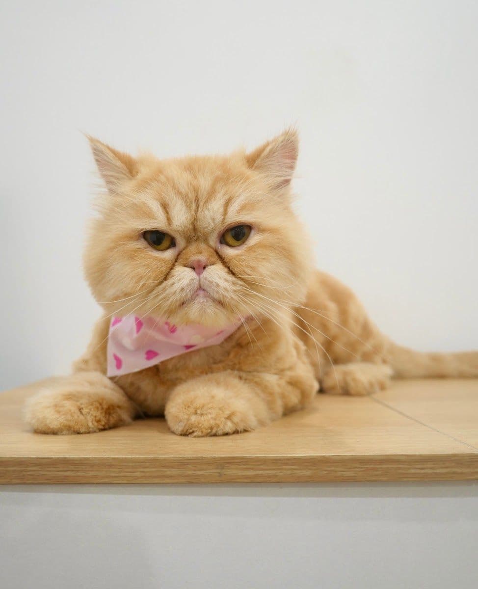 Always Grooming and Cat Hotel gallery 8