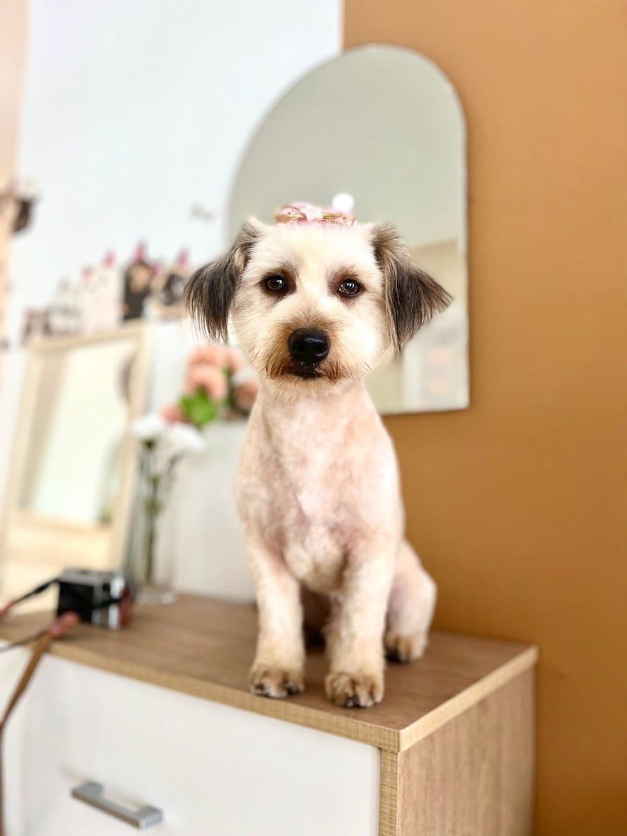 Pet Buddy Bath gallery 8