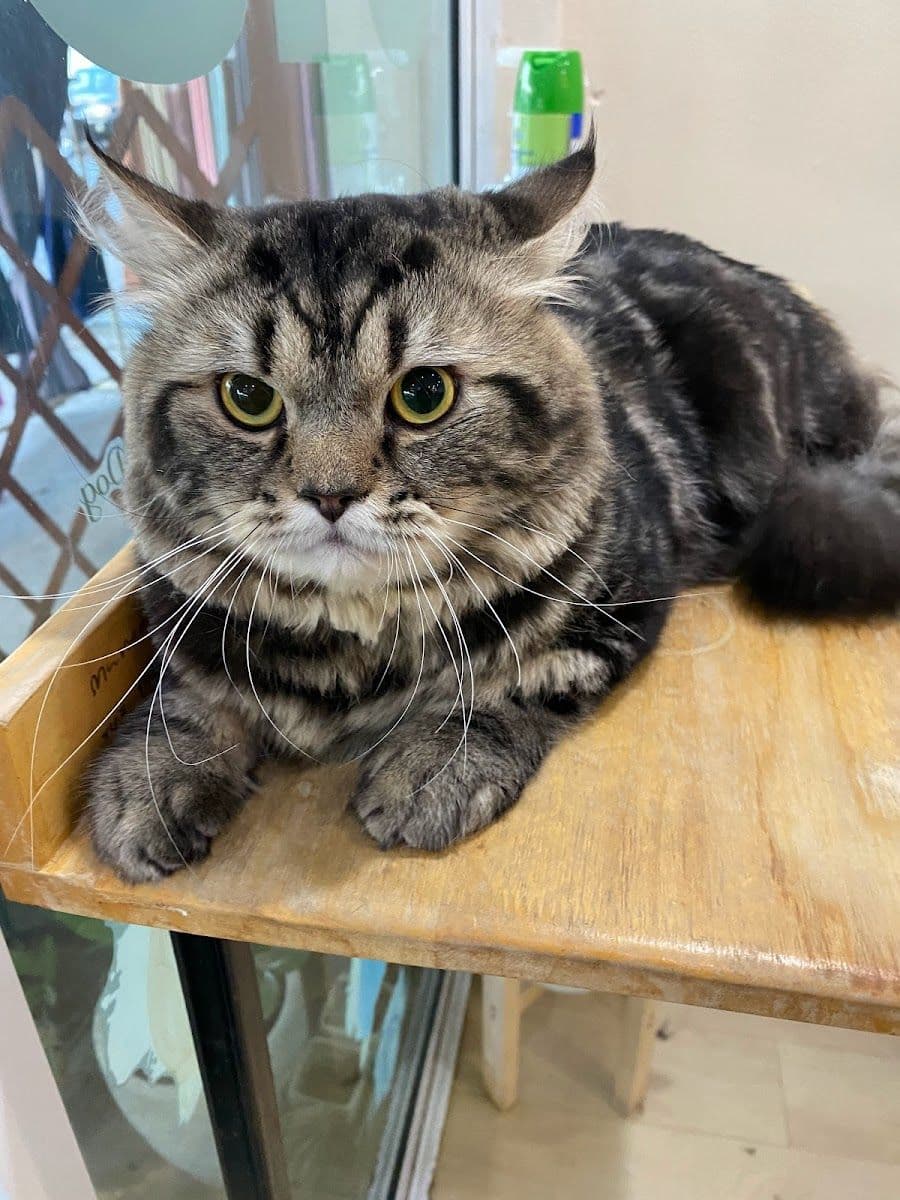 Pet Buddy Bath gallery 7