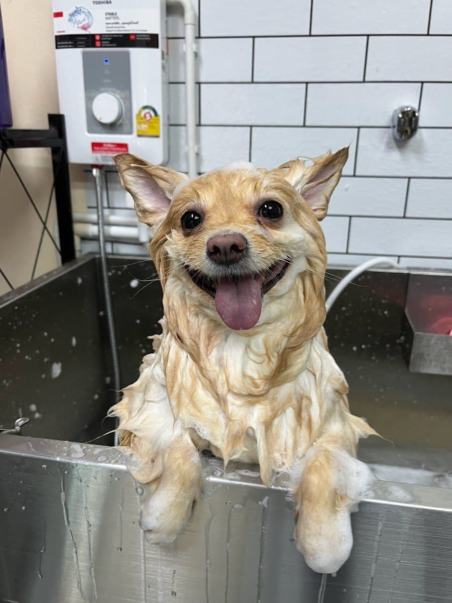 Pet Buddy Bath gallery 6