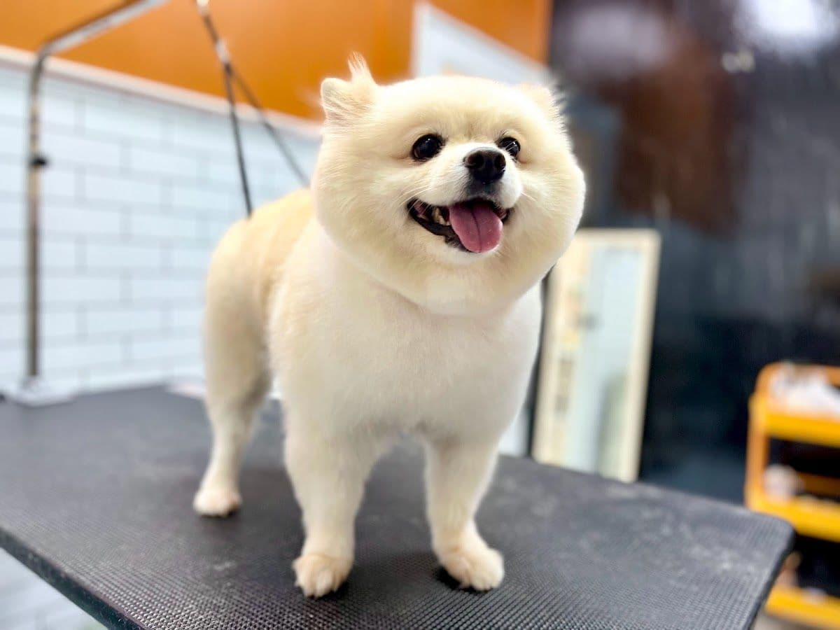 Pet Buddy Bath