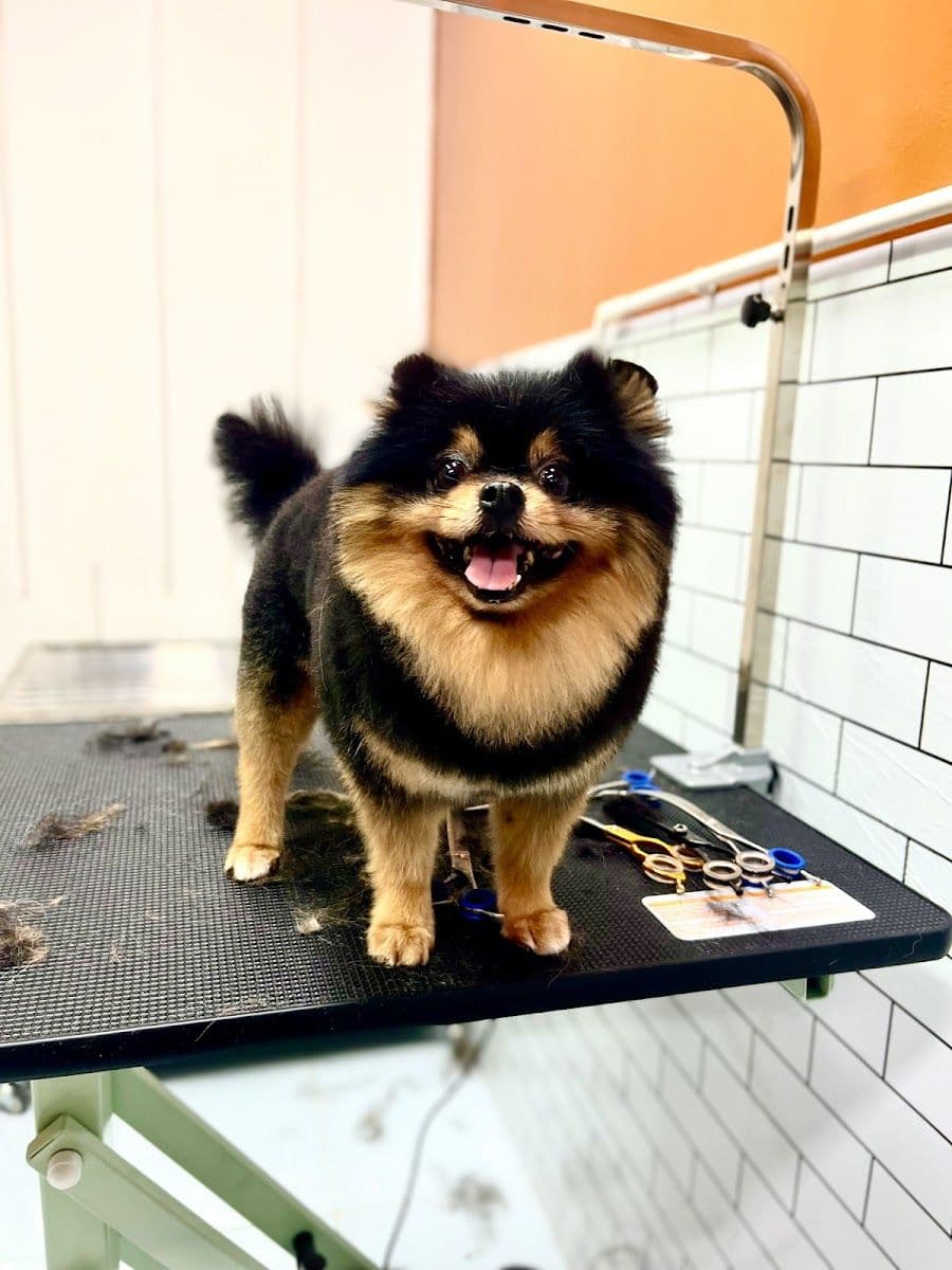Pet Buddy Bath gallery 5