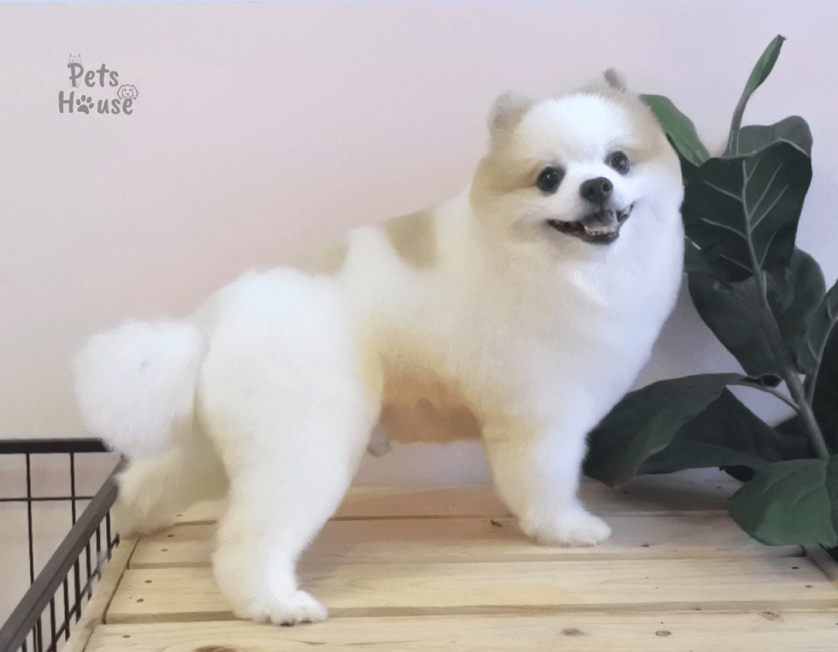 Pets House gallery 8