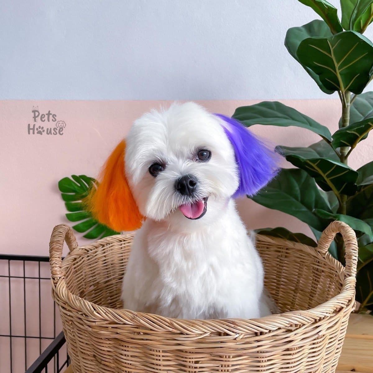 Pets House gallery 7