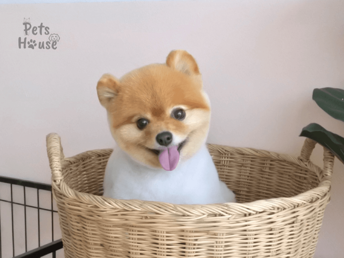 Pets House gallery 6