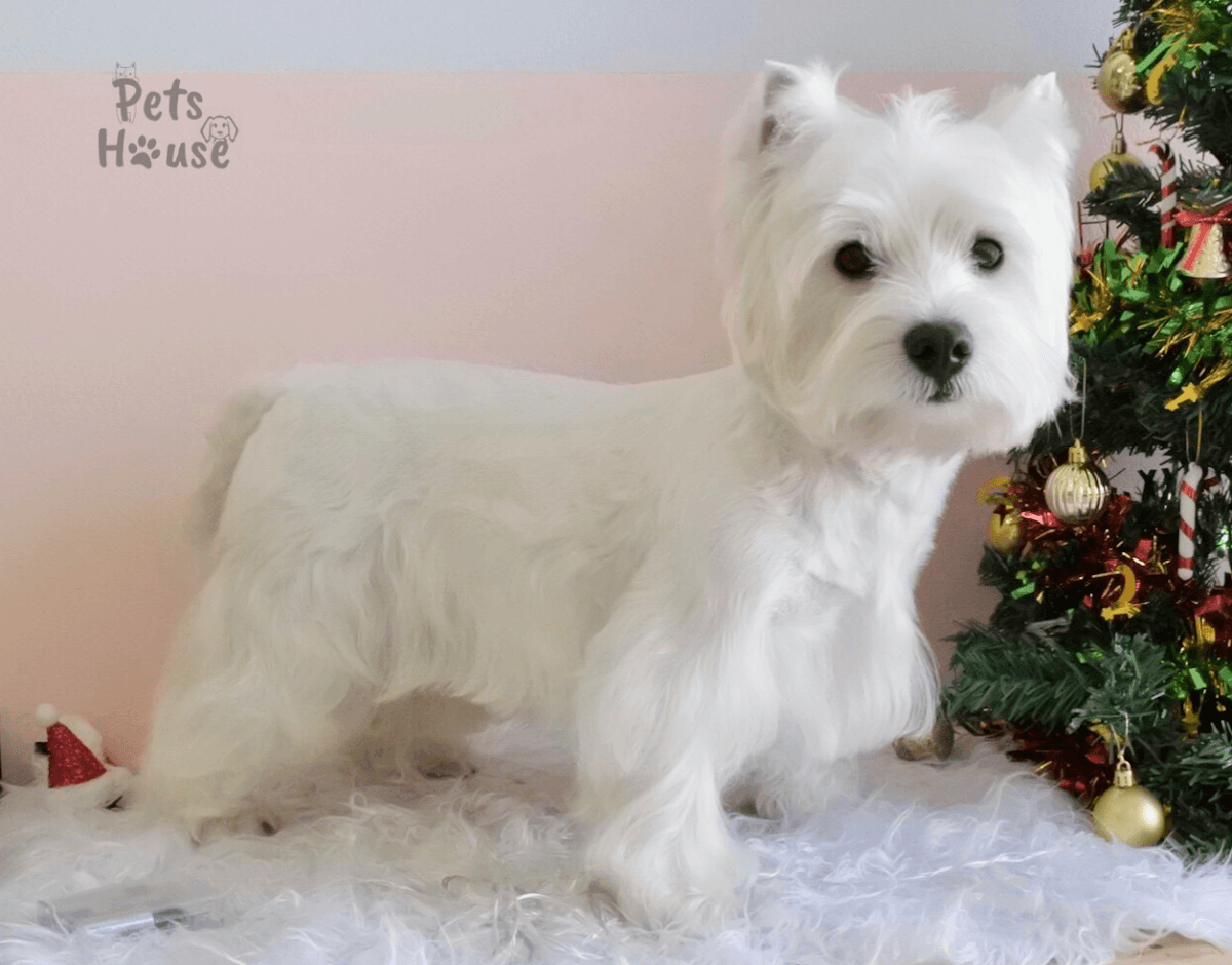 Pets House gallery 4