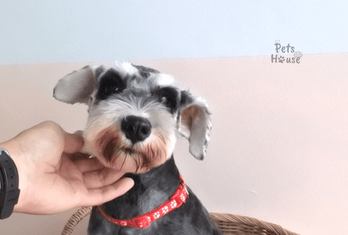 Pets House gallery 10