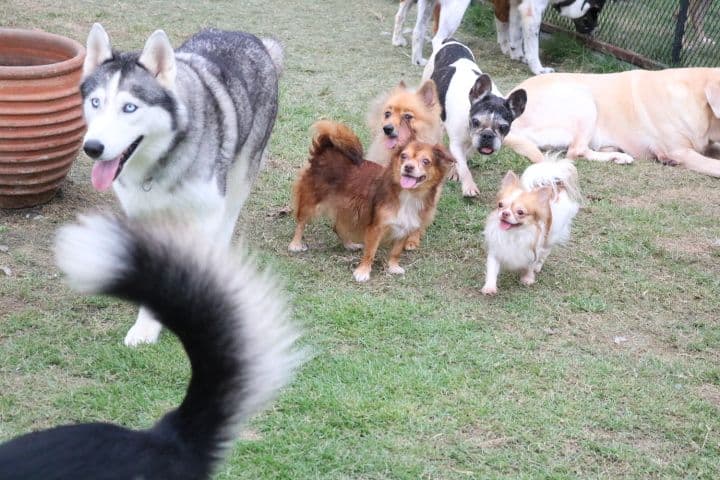 Friendly Dog Village gallery 5