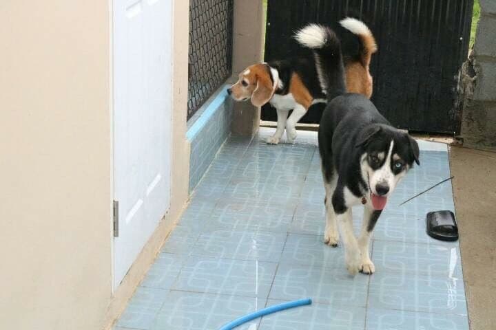 Friendly Dog Village gallery 4