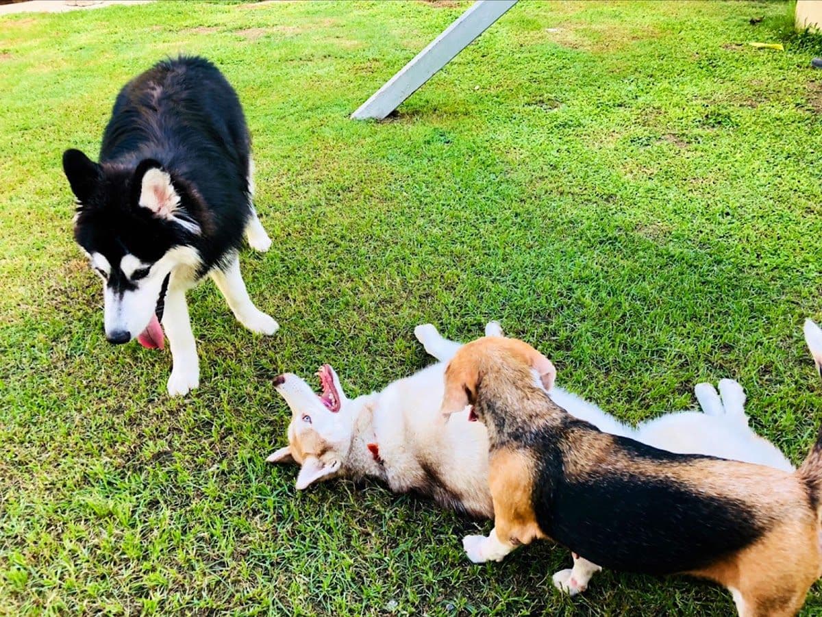 Friendly Dog Village image 2