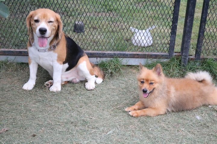 Friendly Dog Village image 3