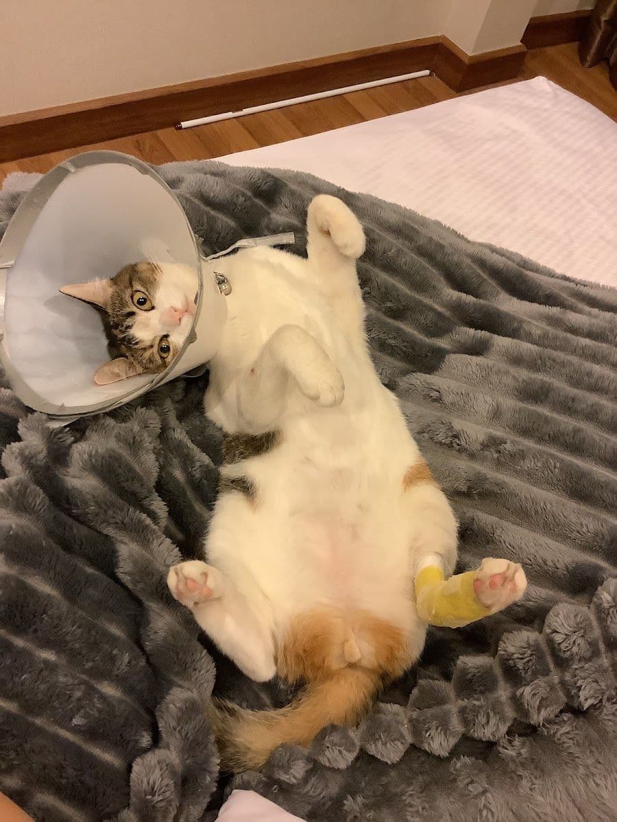 Uea-arthorn Animal hospital image 3