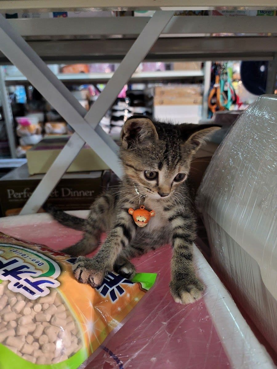 ร้านอาหารสัตว์ ช็อคกาดูฟ (งามวงศ์วาน) image 3