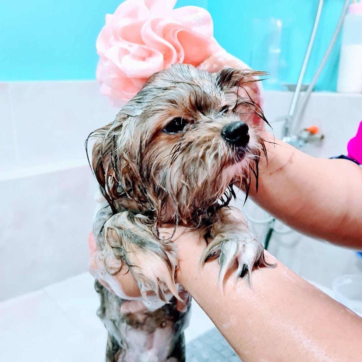 Nippon Pets Grooming and Spa gallery 4