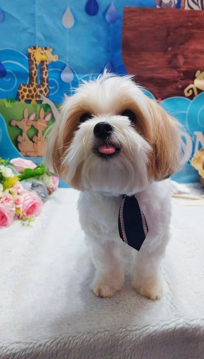 Nippon Pets Grooming and Spa gallery 6