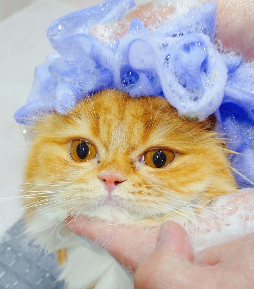 Nippon Pets Grooming and Spa gallery 5