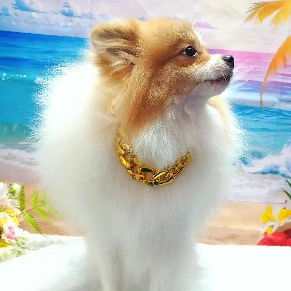 Nippon Pets Grooming and Spa image 2