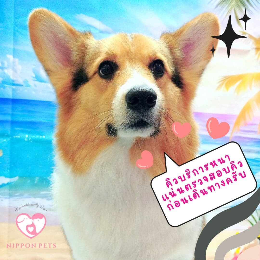 Nippon Pets Grooming and Spa gallery 7