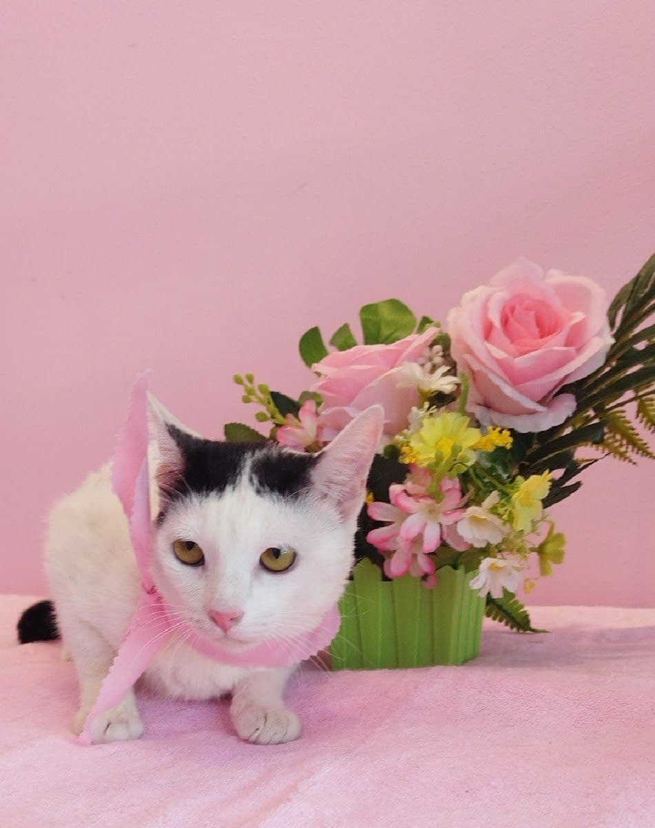 Nippon Pets Grooming and Spa image 3