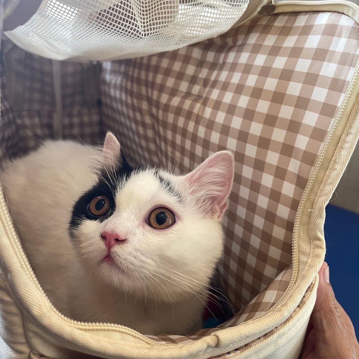 Petsiamparkclinic gallery 7