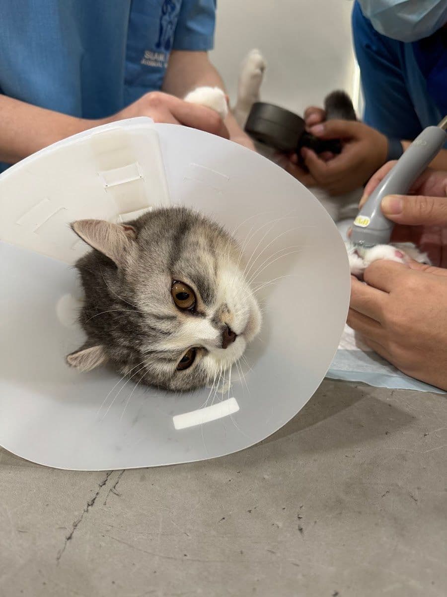 Petsiamparkclinic image 3