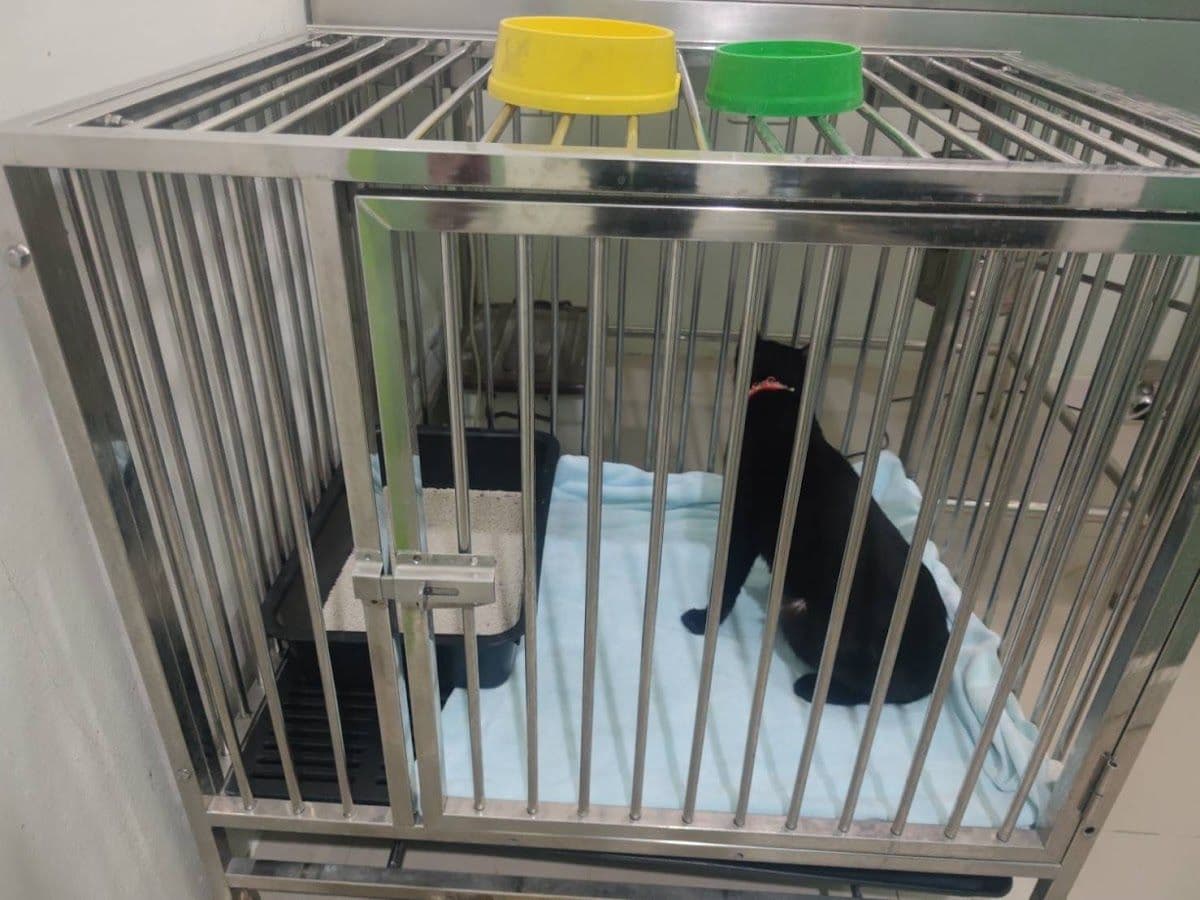 Thegarden Pet Clinic gallery 6