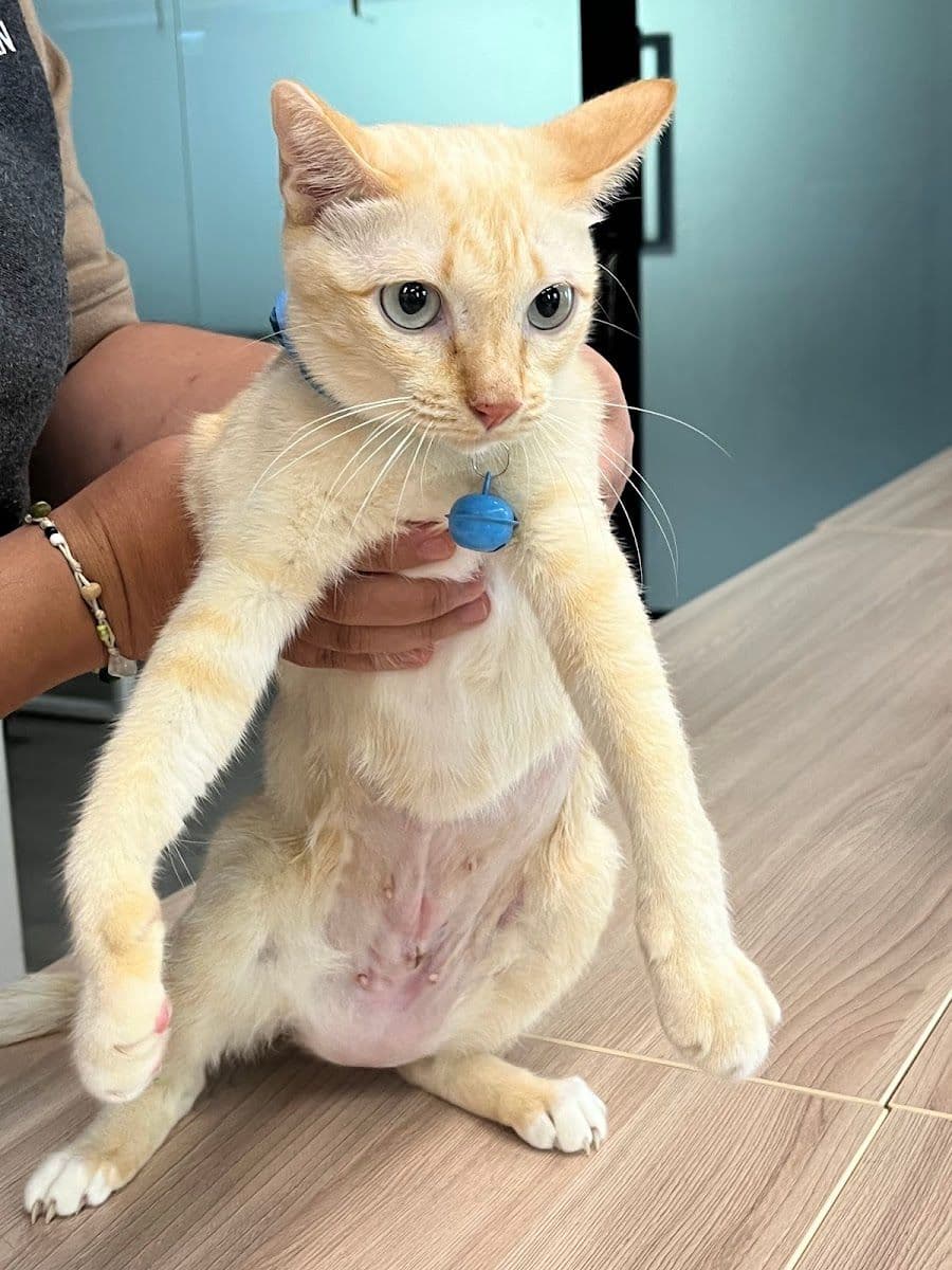 Thegarden Pet Clinic image 3