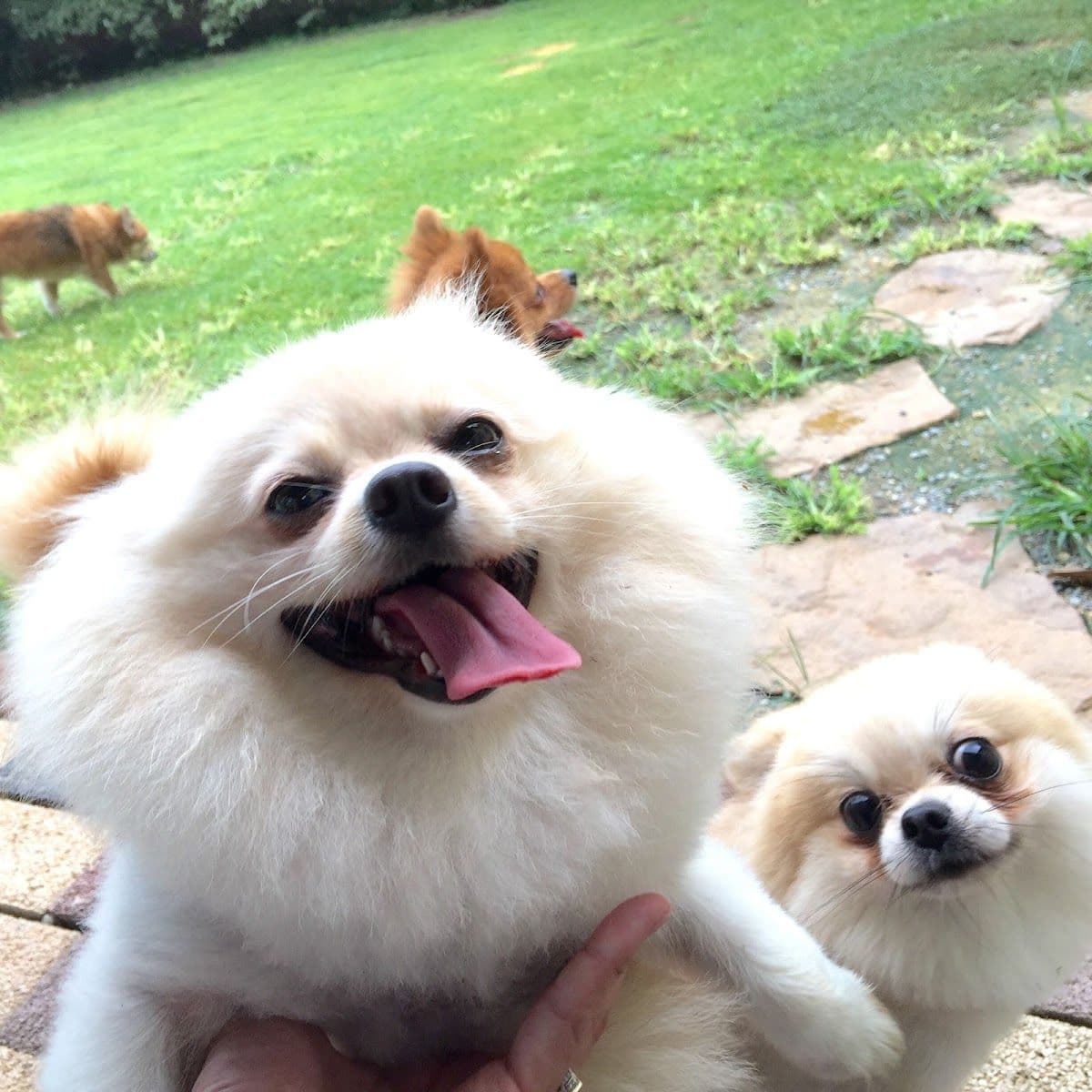 Cotton Dog Resort and Care gallery 4