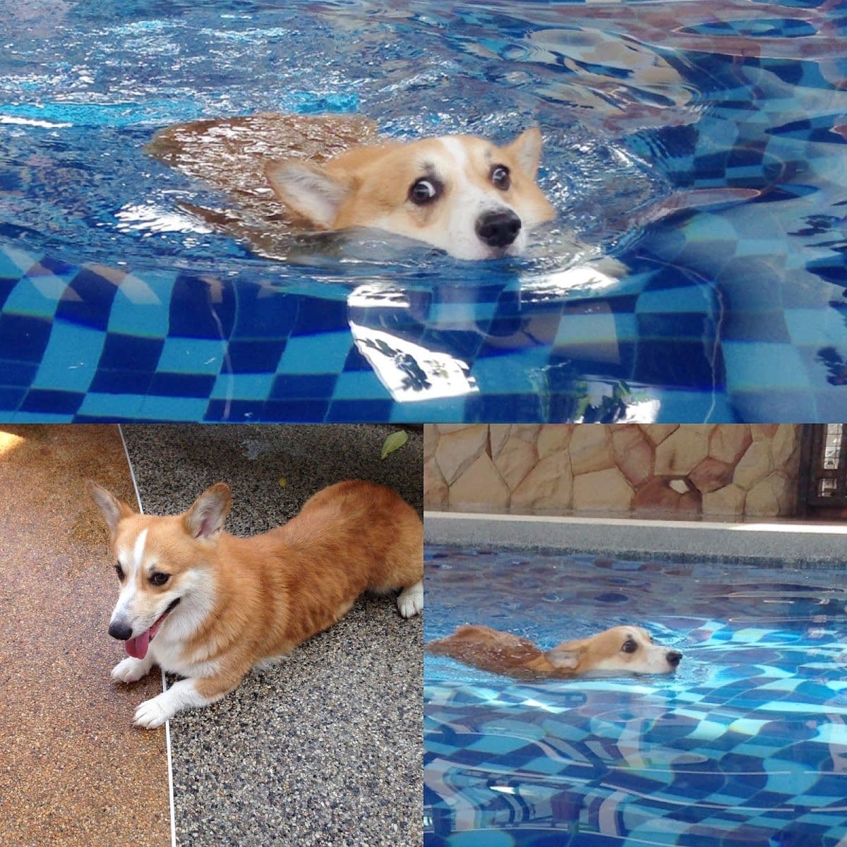 Cotton Dog Resort and Care image 3